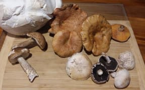 Neudorf mushrooms
