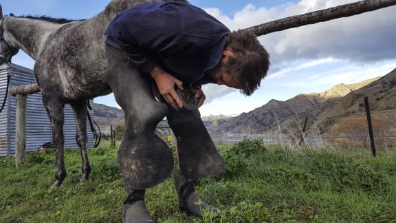 Sam Murray shoeing his horse on nearby muzzle station.