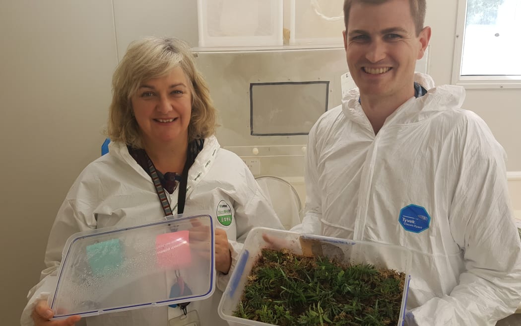 Entomologists Toni Withers and Andrew Pugh holding a container that is home to a number of native subalpine beetles that are kept at cool temperatures in a fridge.