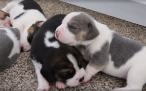 Screenshot from video of MPI beagle-harrier sniffer puppies