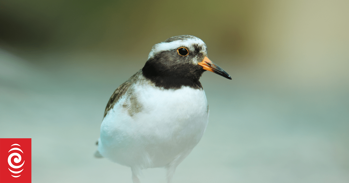 The tiny bird at the centre of wildlife centre's strife