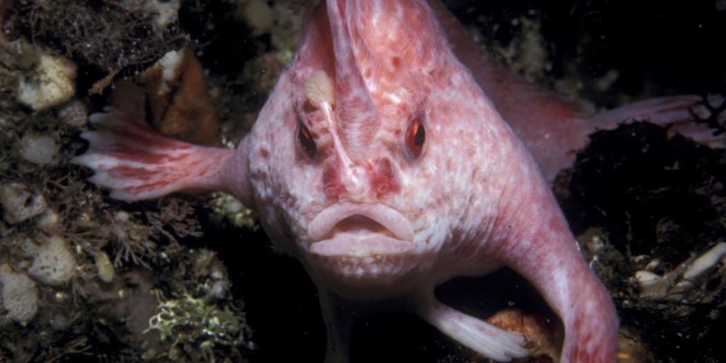 The pink handfish was previously last seen off the Tasman Peninsula in 1999