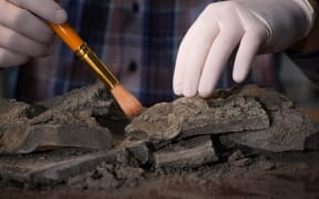 The estimated timeline of when Māori arrived in Aotearoa was initially between the 12th and 14th centuries, according to the new study.