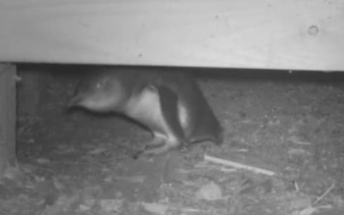 One of the penguins living under Bride and Graham Coe's house in Paekākāriki.