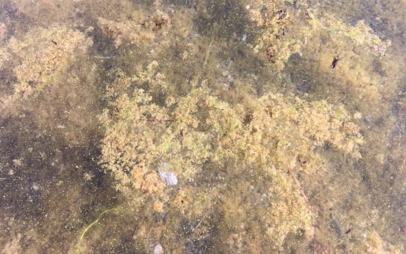 Some of the toxic algae in Lake Taupō