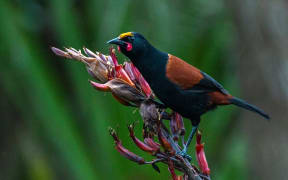Tieke by Ailsa McGilvray-Howard