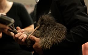 Kiwi bird