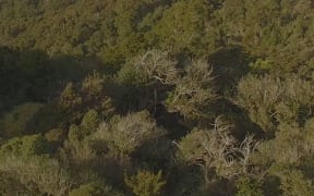 A screenshot from the drone footage.
