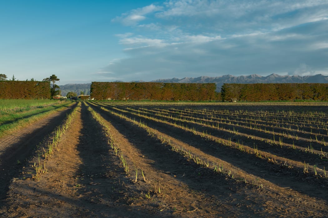 Asparagus growing in Horowhenua fields.