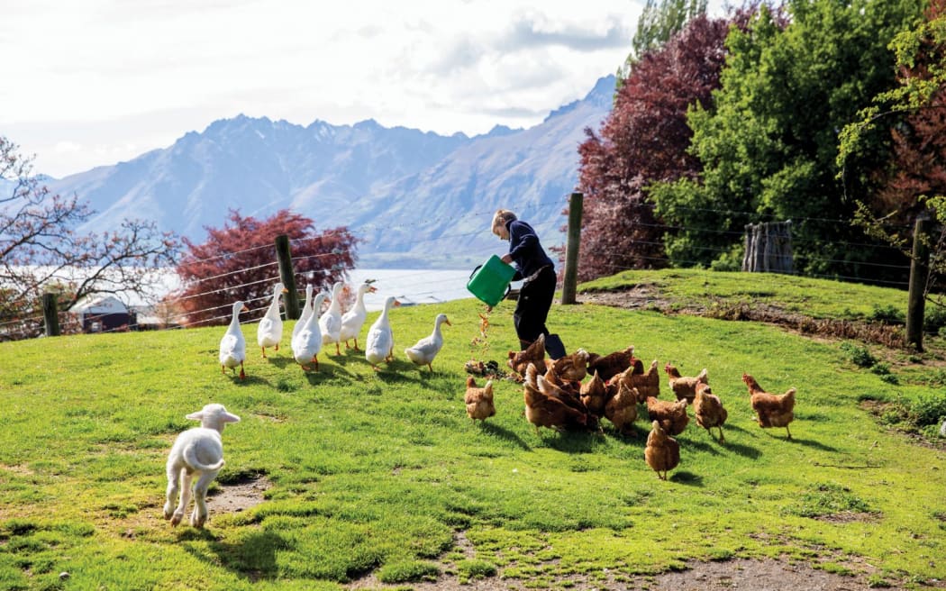 A rural backyard on a sunny day. In the background is a blue mountain range leading down to a body of water. A woman is walking along the lawn feeding chickens and ducks from a bucket. A lamb runs towards her.