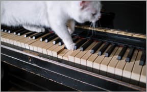 Cat on a piano