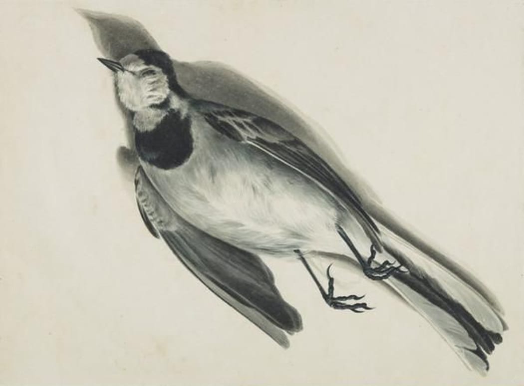 Dead Finch or Wagtail