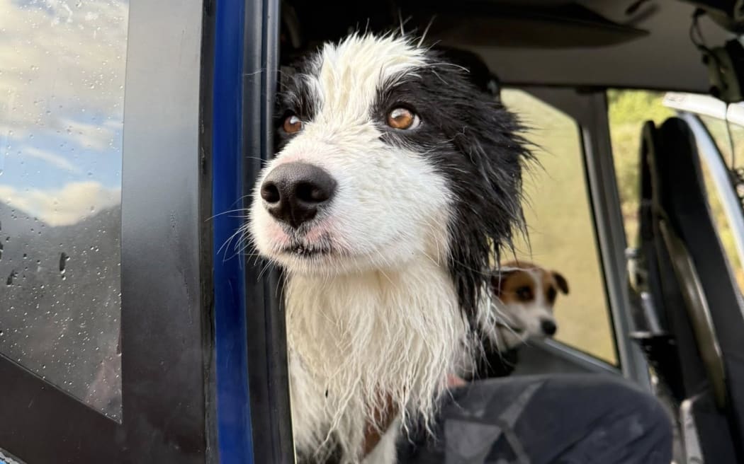 Molly, a border collie, was lost in alpine backcountry near Hokitika for almost two weeks.