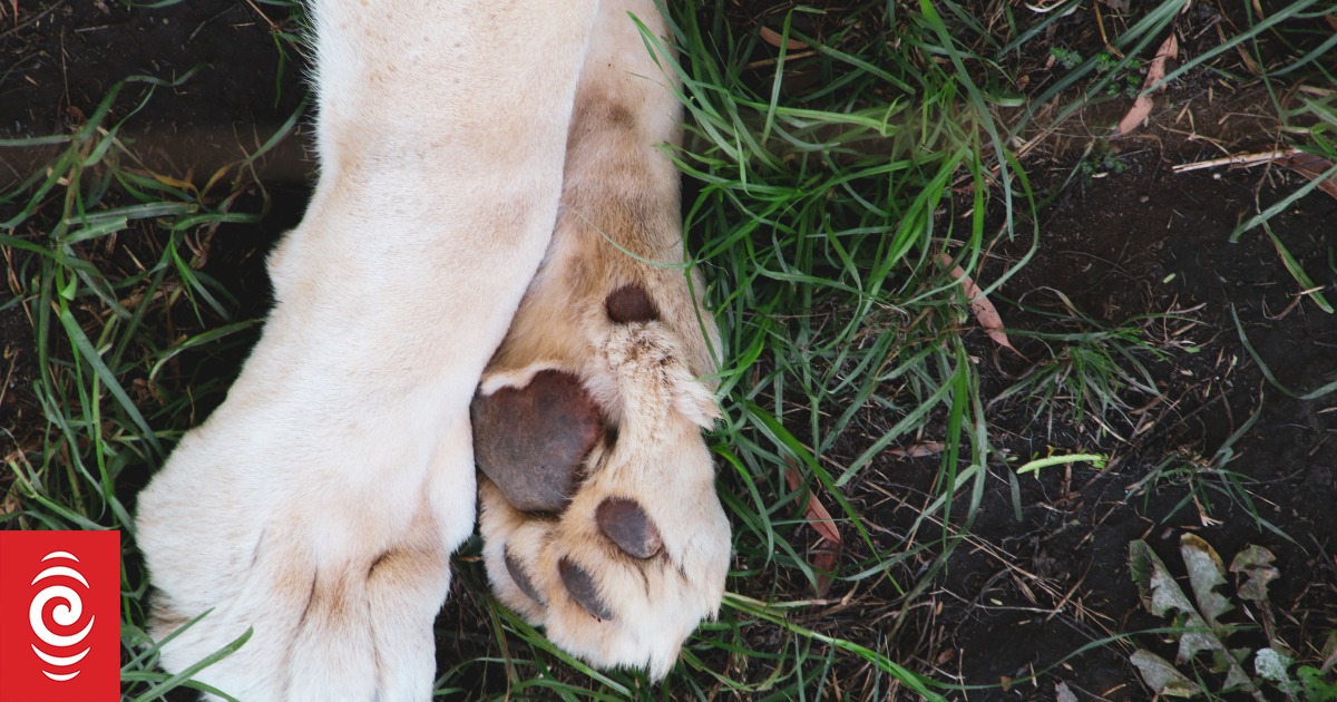 Second dog infected with rare parasite babesia gibsoni - Vimarsana News