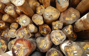 Logs in a log depot on the Sepik river, Papua New Guinea, ready for export.