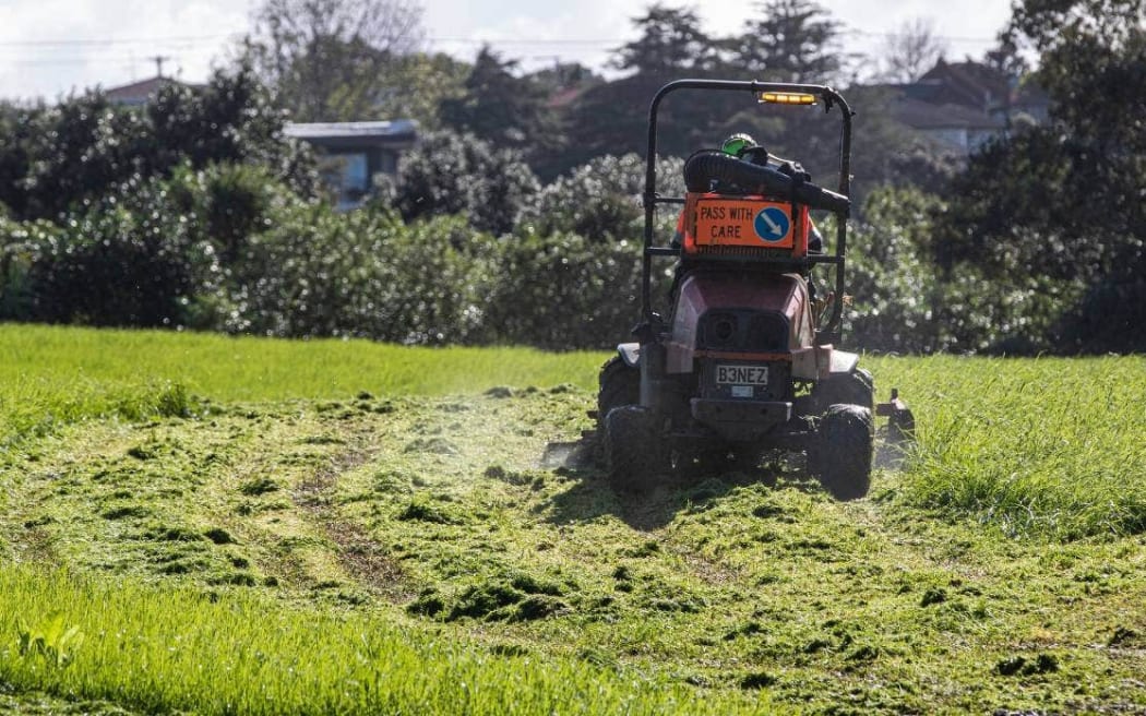 The lawn mowing was reported to Auckland Council on Thursday, however contractors returned on Friday to finish the job.