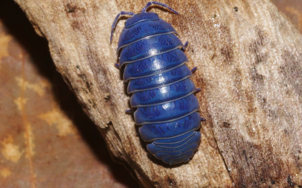 Isopod iridescent (slater)