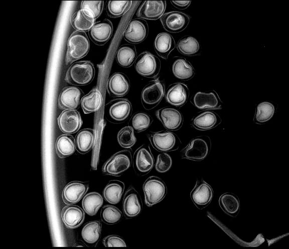 An x-ray of ribbonwood seeds.