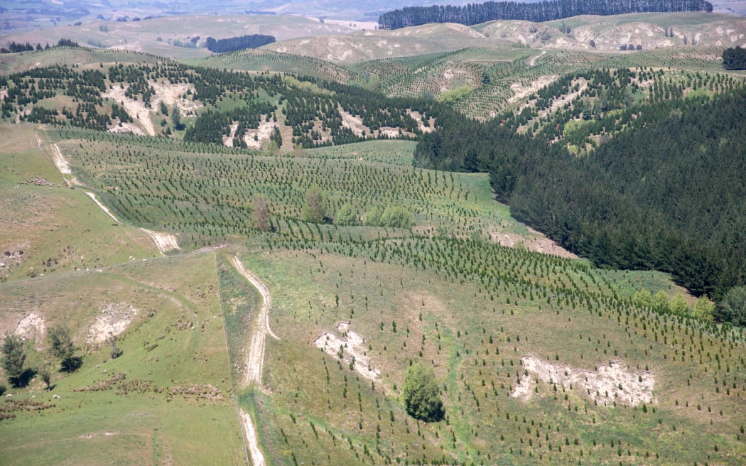 Hawkes Bay Forestry
