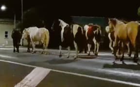This group of eight horses was spotted roaming outside the Ōpōtiki District Council last month.