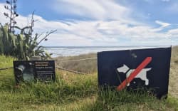 Auckland Council says dog owners must be aware of the rules and read the signs at West Coast beaches to keep Kororā safe.