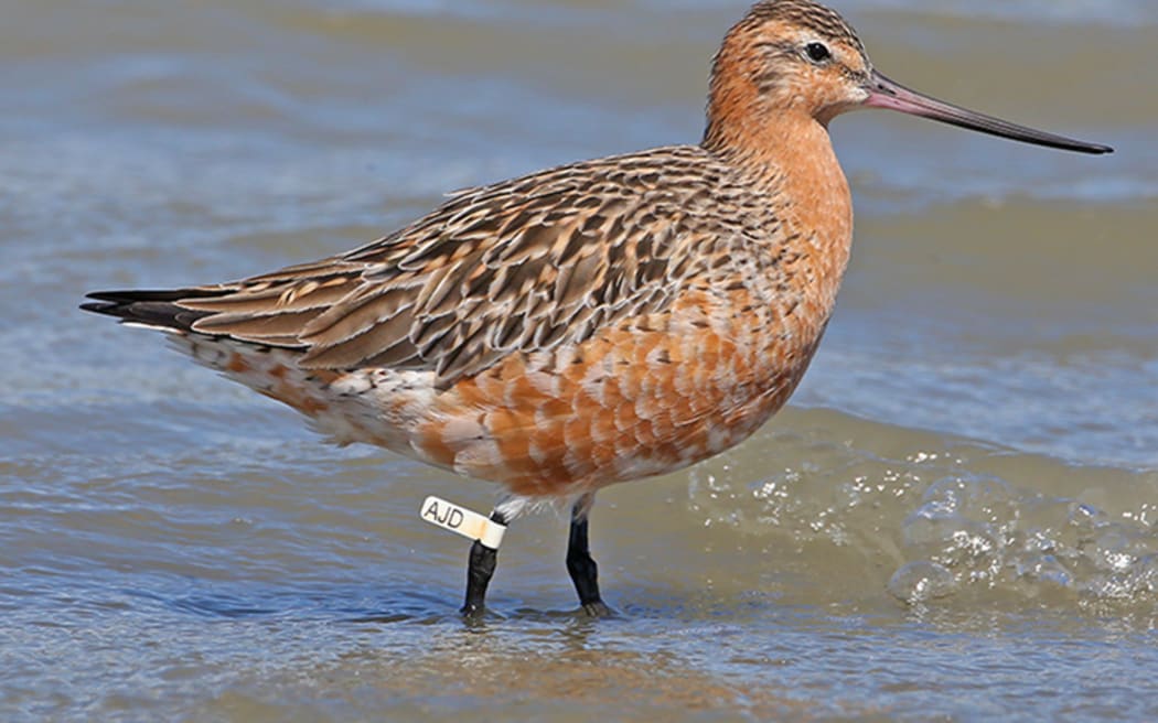Godwit AJD two weeks before departing from Whanganui River estuary for Alaska in March 2022, his 14th return journey since being flagged in 2008