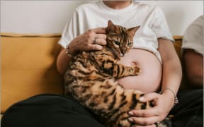 Pregnant woman holding cat
