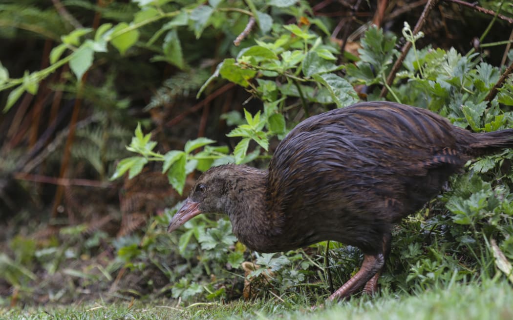 Weka