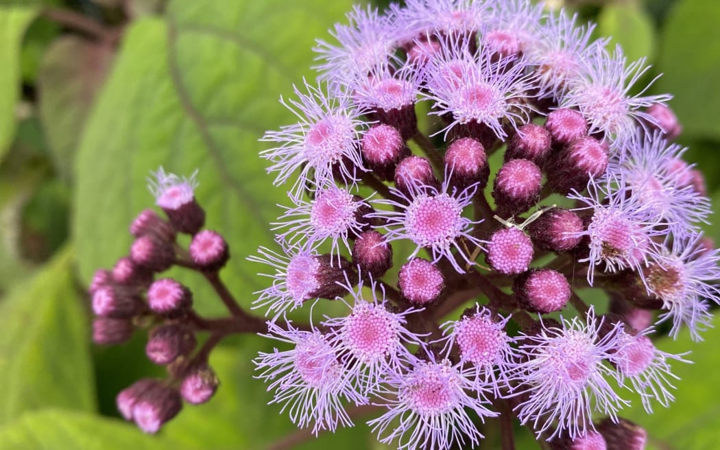 Conoclinium coelestinum, Blue Mistflower.