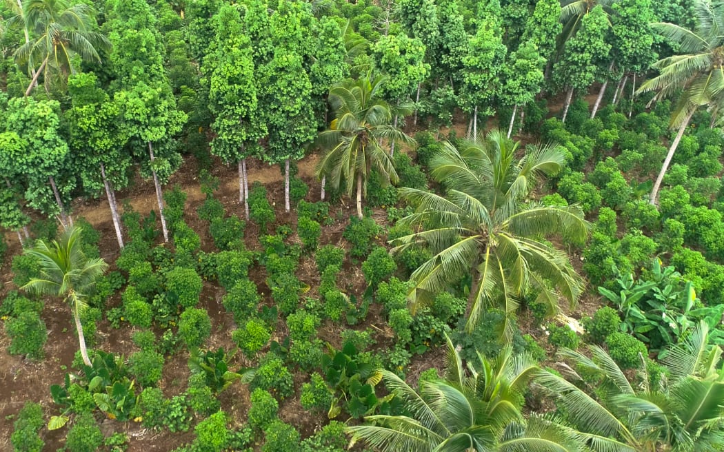 Heilala Vanilla plantation from above