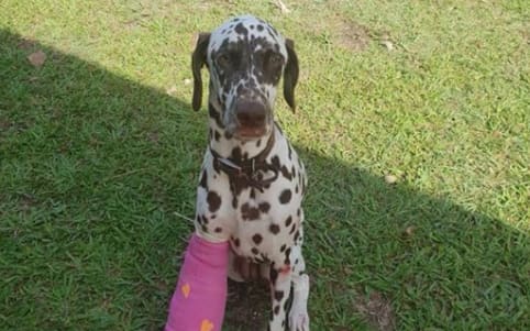 Molly was missing for more than a week in the scorching outback.