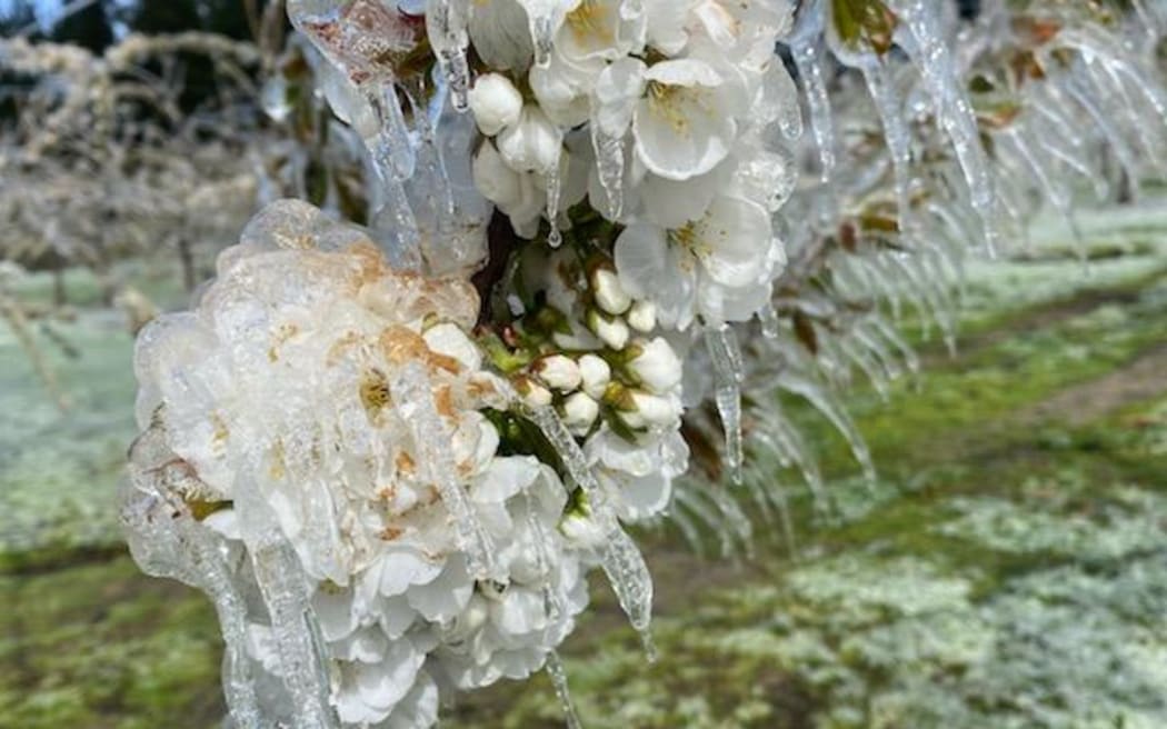Icicles on cherry trees at Clyde Orchard.