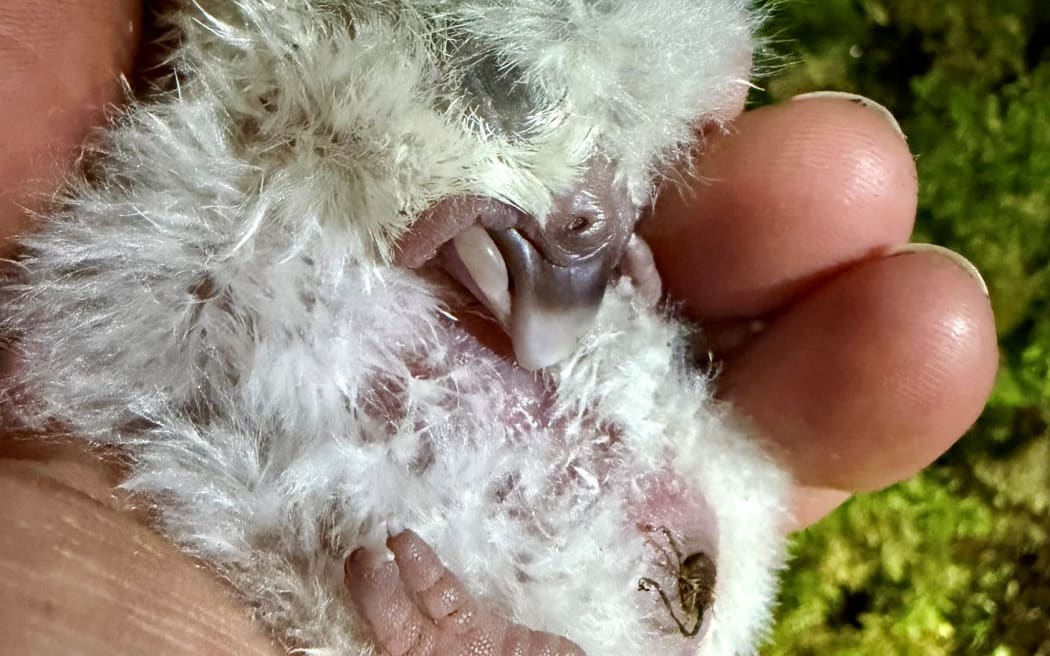 Tiwhiri-A1-2026, hatched on 14 February, 2026.