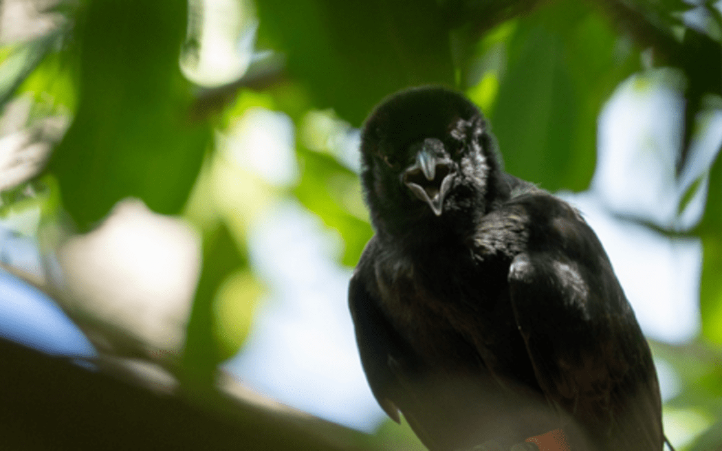 Mariana crow, known in Chamorro as 'åga', has been listed as an endangered species in the Marianas since 1984.
