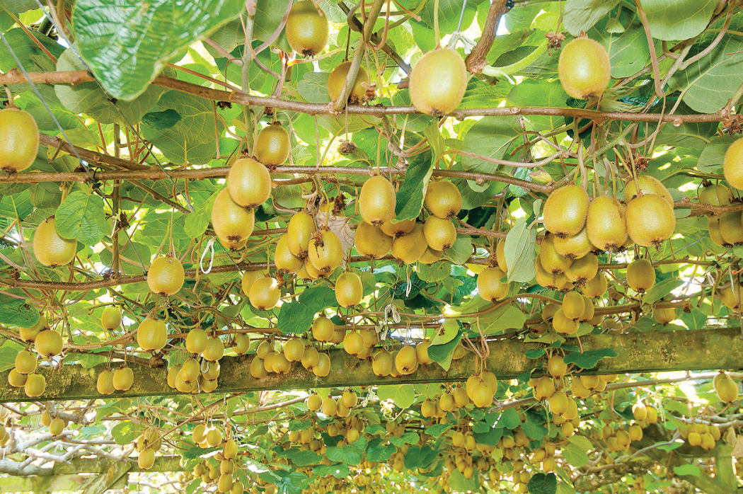 An adjustment to how gold kiwifruit properties are valued has added $200 million in value to Gisborne's horticulture industry.