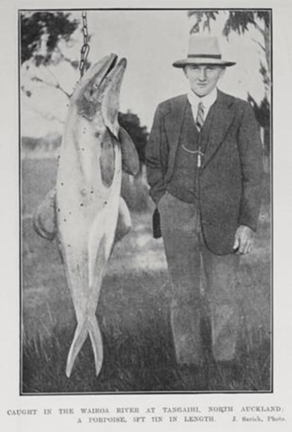A Hector's dolphin caught in Kaipara Harbour, measuring a long 1.7 metres. From The Auckland Weekly News, 8 January 1914.
