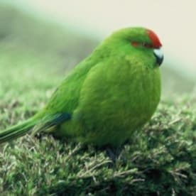 Photo for Reischek's Parakeet