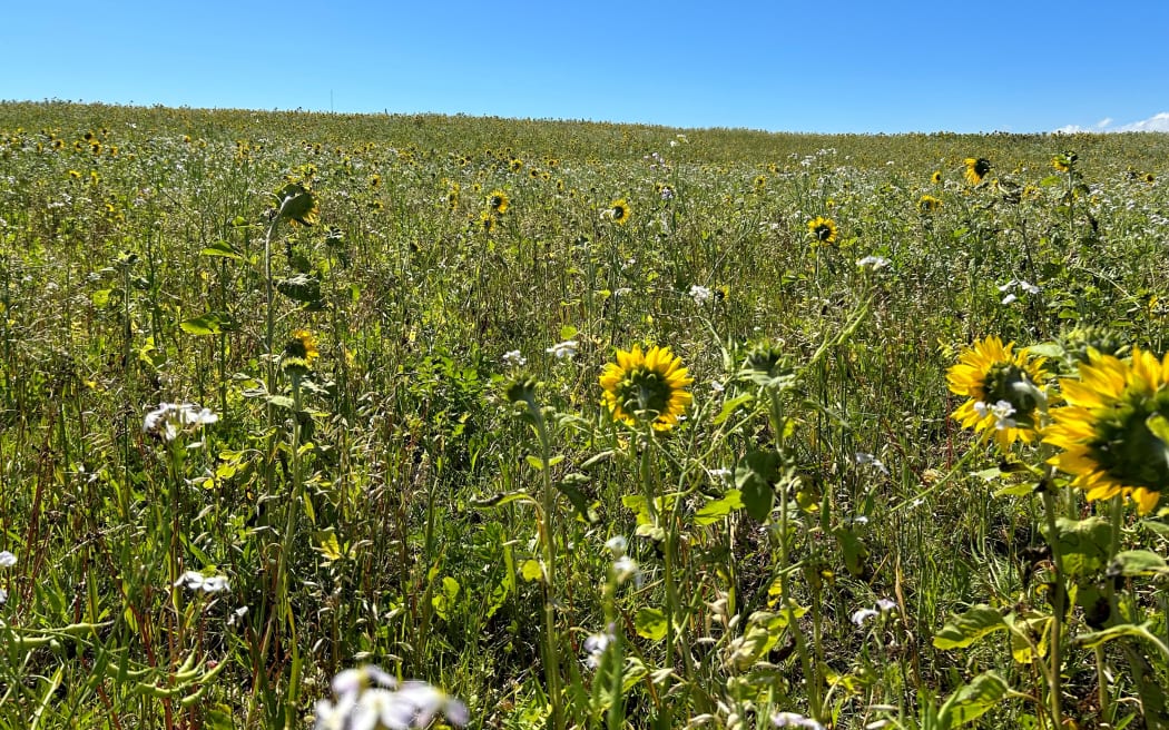 The large multi-species pasture was sown late this year but has still flourished.