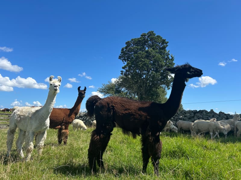Picture of llamas on farmland alongside some sheep.