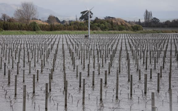 A flooded Blenheim vineyard on 20 August, 2022.