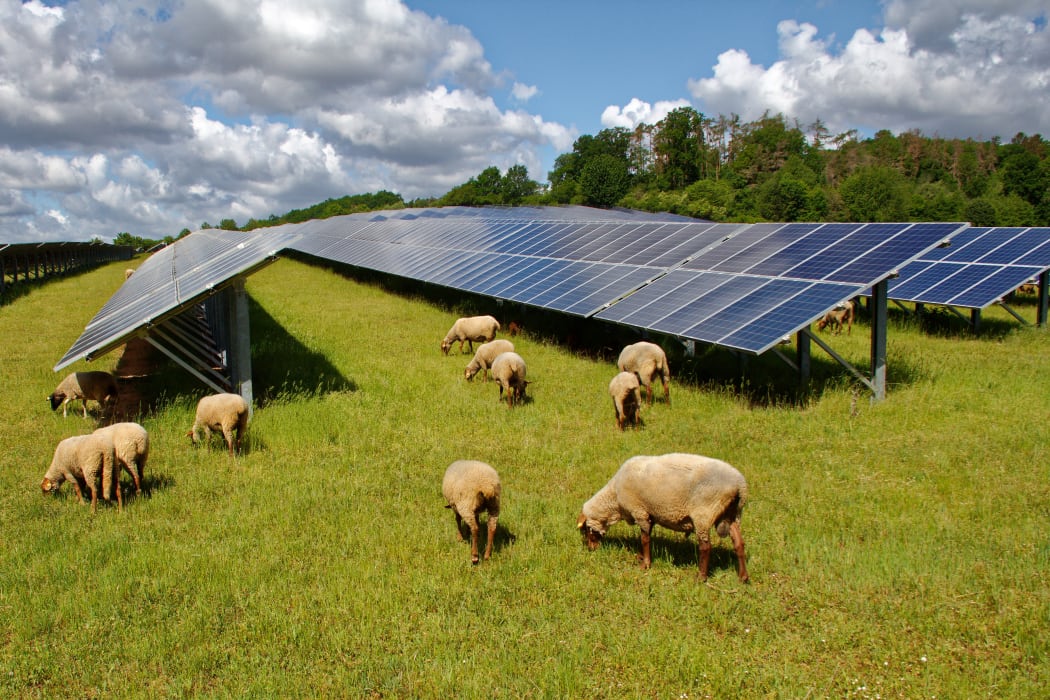 solar panels with grazing sheep