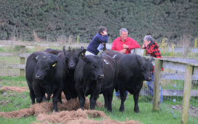 Farmers chatting near some bulls at the Timperlea Angus Yearling Bull Sale.
