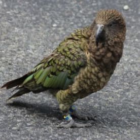 Photo for Kea
