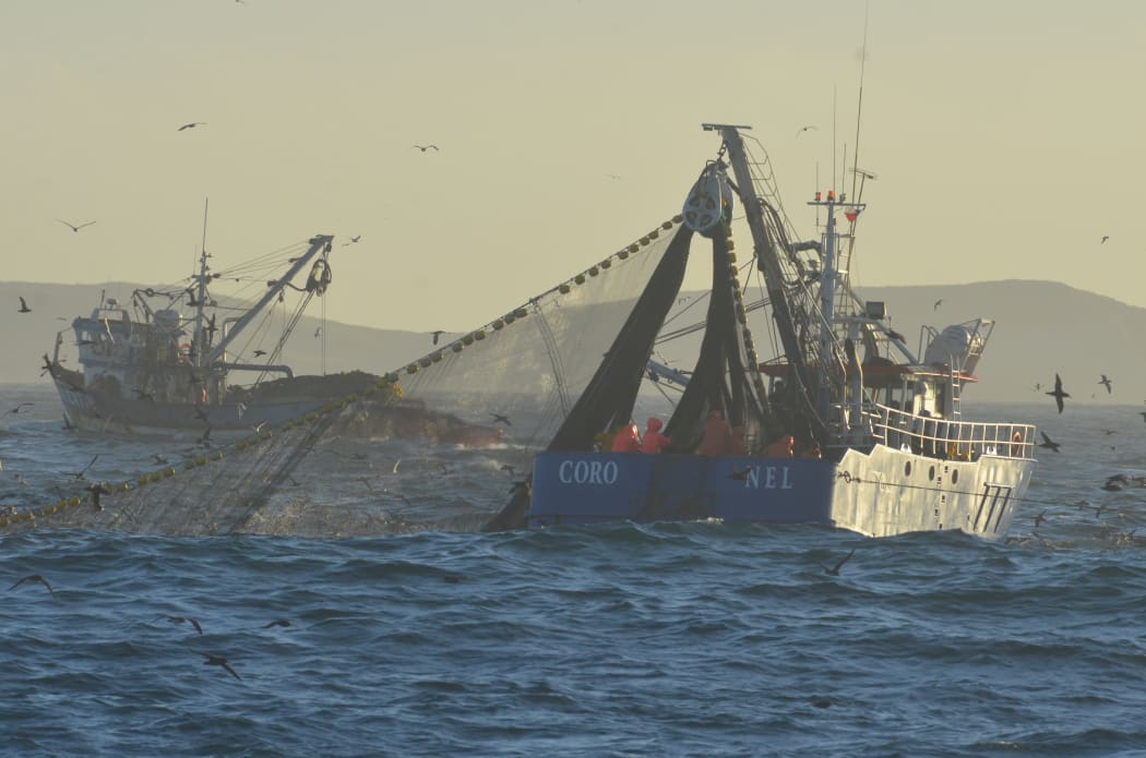 Seabirds feeding on small fish off the coast of Chile fly around the back of purse seine trawlers targeting the same fish, where they risk getting entangled and drowning