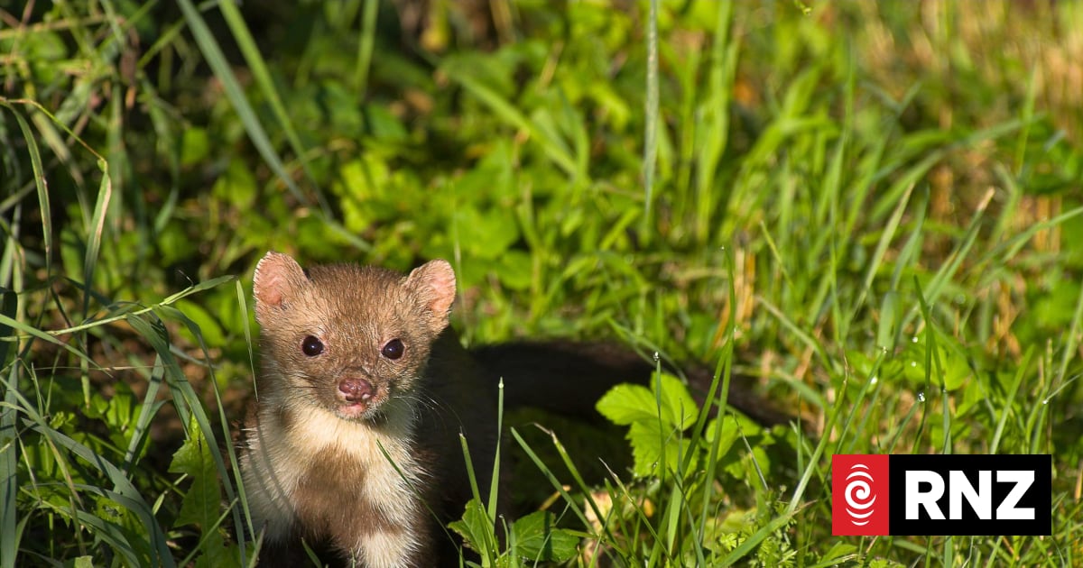 New documentary 'Stoats Last Stand' looks at Waiheke's community-led pest control