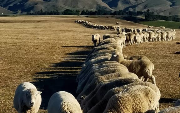 Feeding time during the 2020 drought at the Jowsey's farm in Kereru, Hawkes Bay