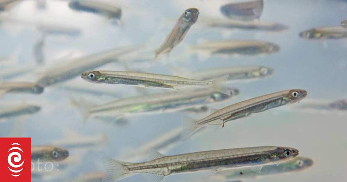 Four Southland men caught illegally catching whitebait have nets seized