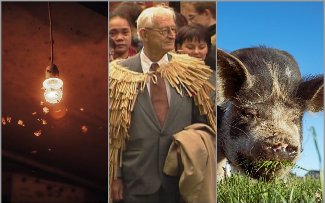From left: Moths gather around a light, Alan McDiarmid, pig eating plants.