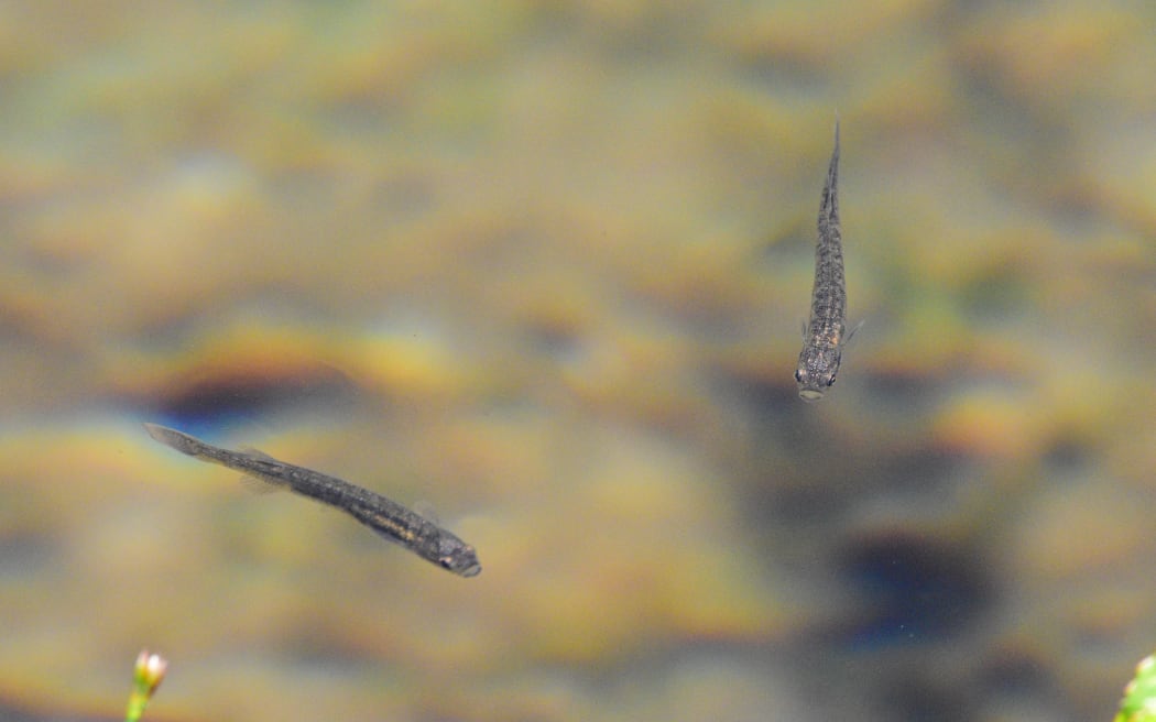 Two small, thin, brown speckled fish in clear water.