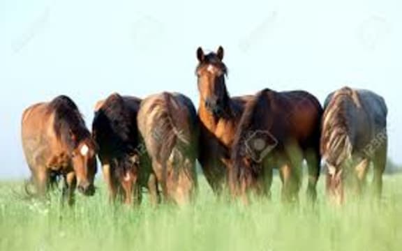 horses